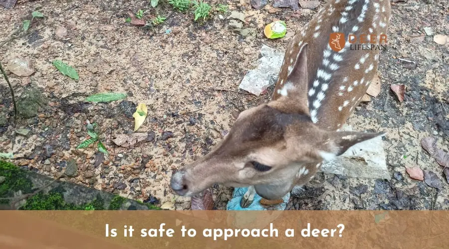 Is it safe to approach a deer?