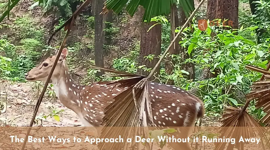 The Best Ways to Approach a Deer Without it Running Away