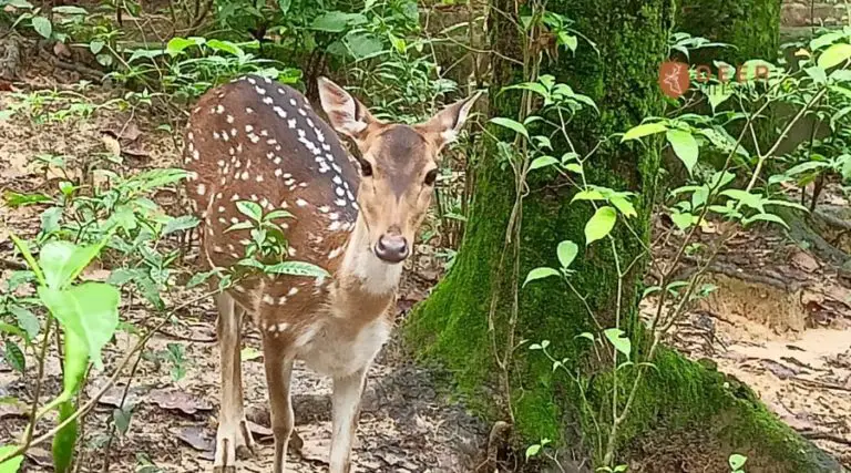 what-is-deer-meat-called-deerlifespan