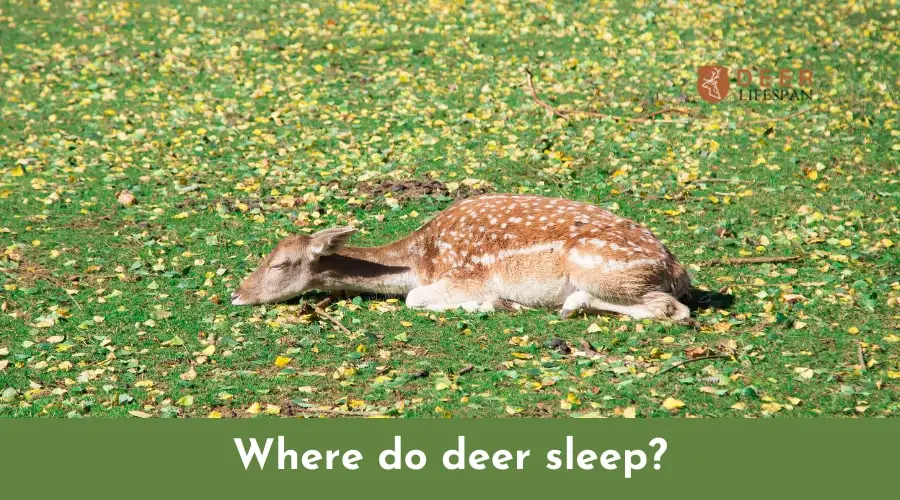 Where do deer sleep?
