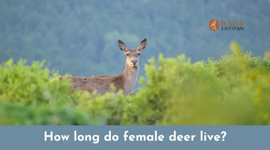 How long do female deer live?