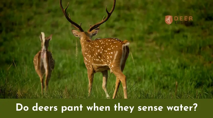 Do deers pant when they sense water?