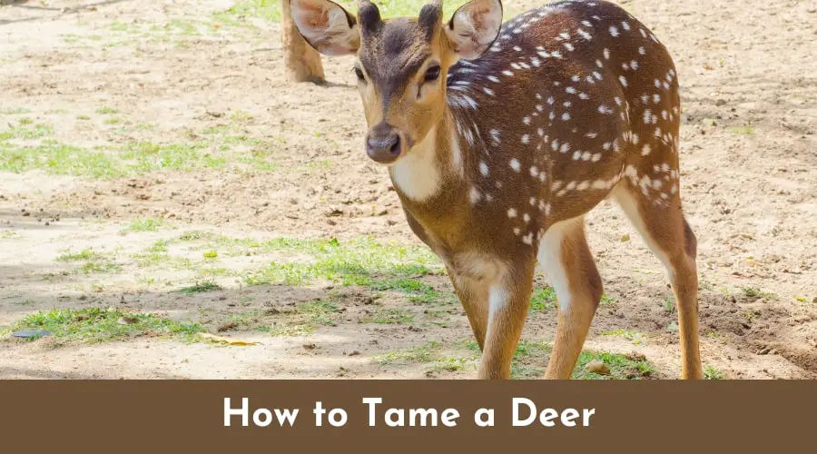 tame a Deer
