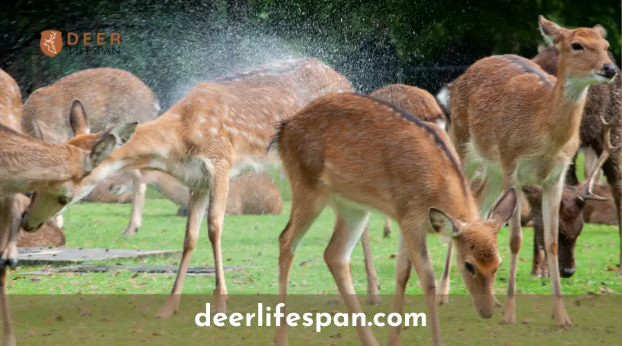 Do Female Deer Have Antlers
