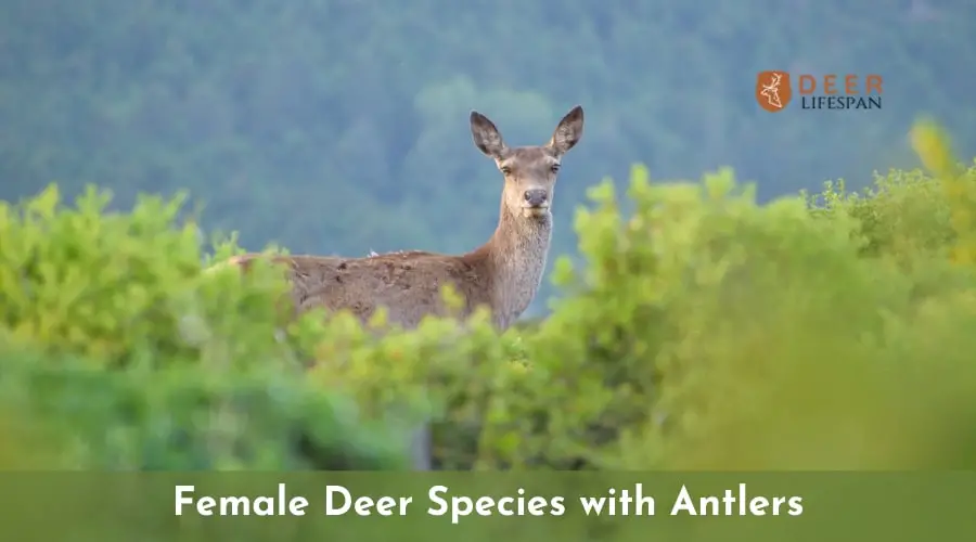 Female Deer Species with Antlers