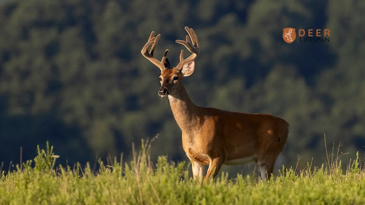 How Old Do Whitetail Deer Live?
