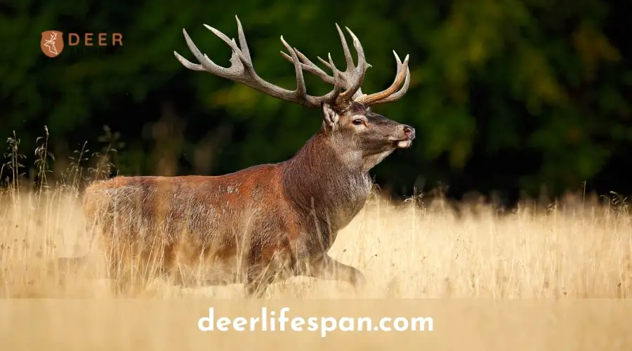 What are male deer called