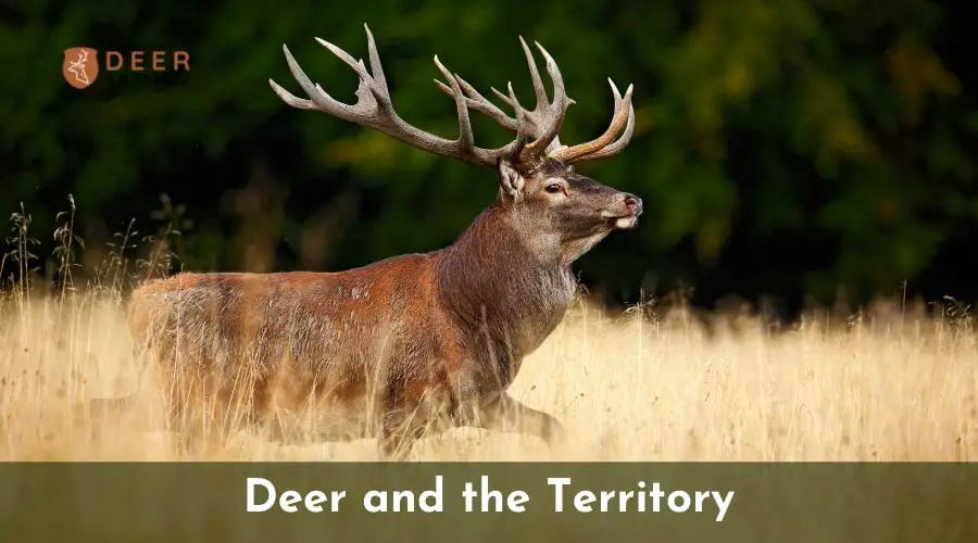 Deer-Territory 
