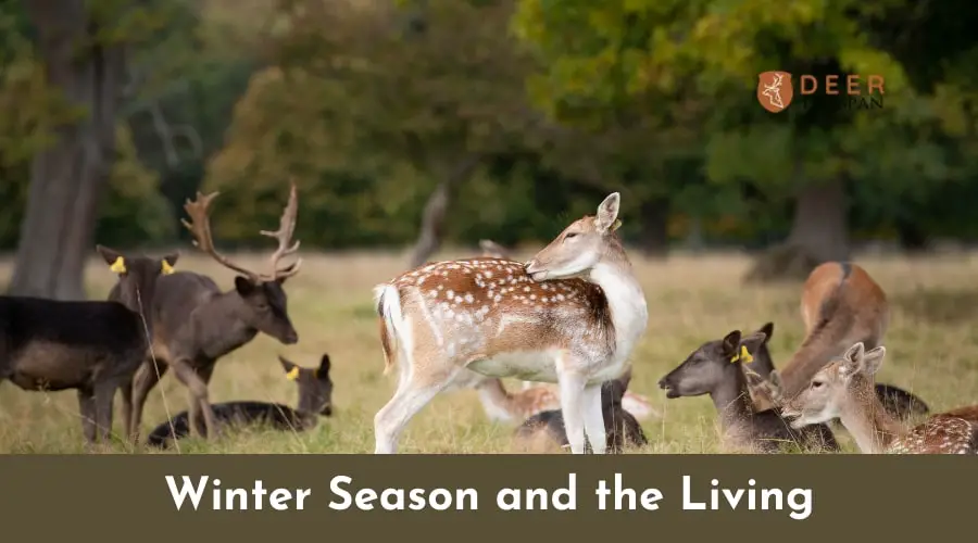 Winter Season and the Living
