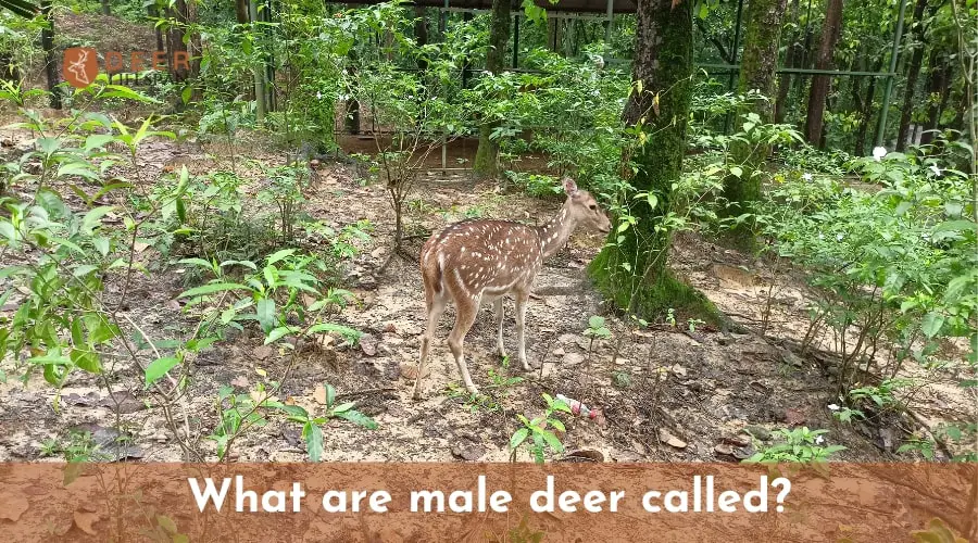 What are male deer called?
