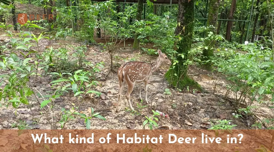 What kind of Habitat Deer live in?