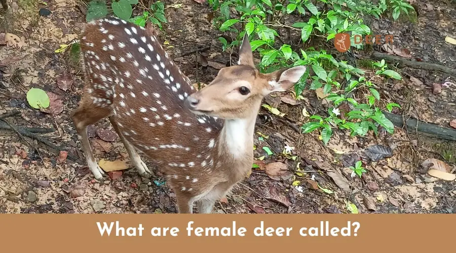 What are female deer called?