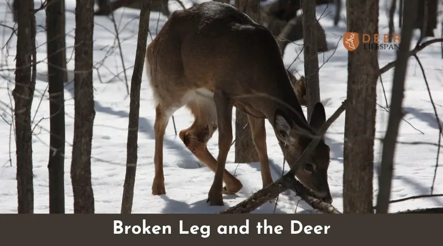 Broken Leg deer