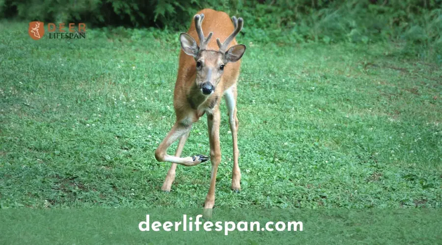 Deer Live with a Broken Leg?