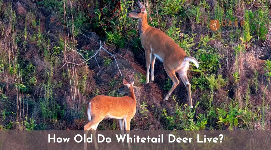 Whitetail Deer Live?