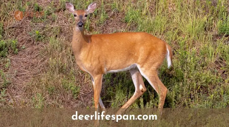 How Old Do Whitetail Deer Live? - Deerlifespan.com