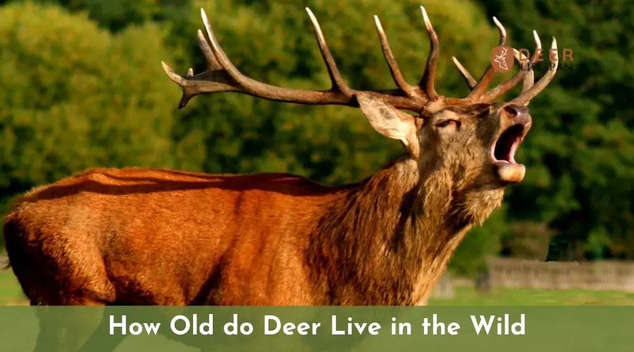 How Old do Deer Live in the Wild 