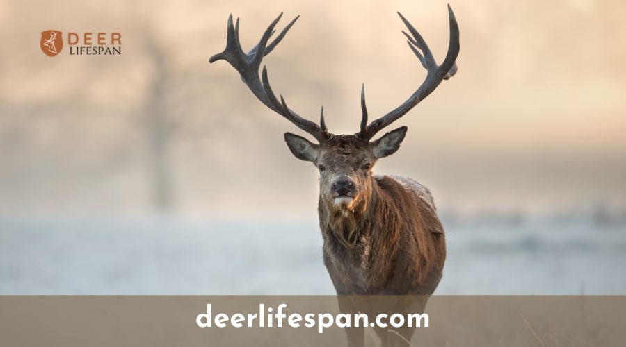 How Old do Deer Live