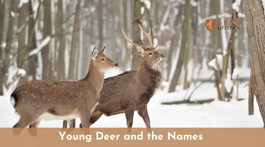 Young Deer and the Names