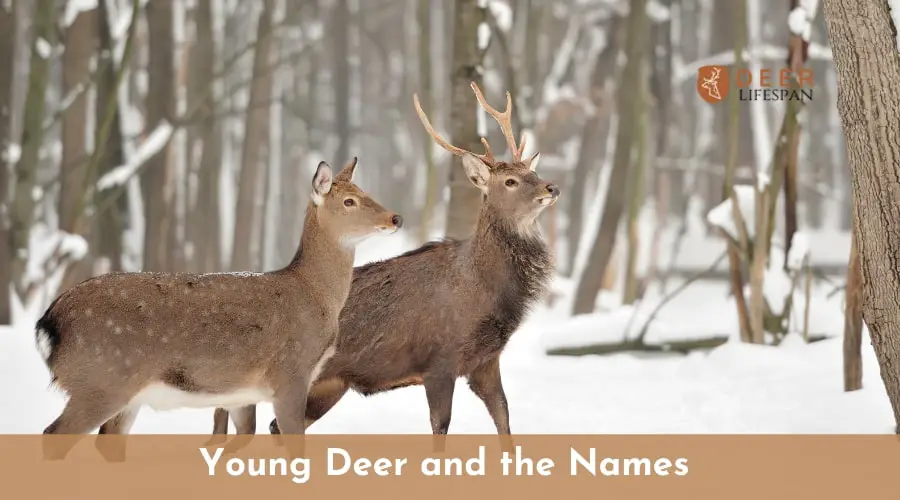  What Is A Young Deer Called Things You Must Know Deerlifespan