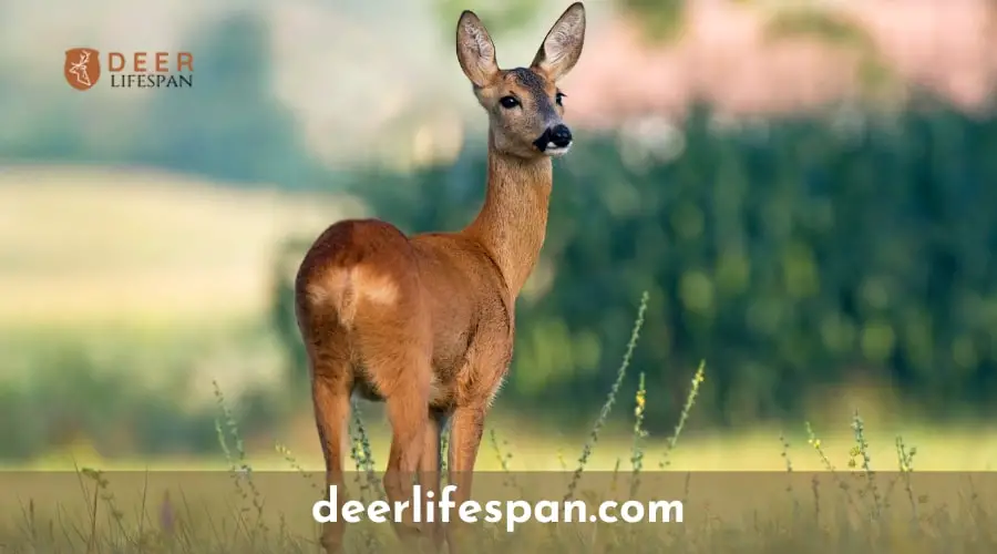 What do You Call a Male and Female Deer