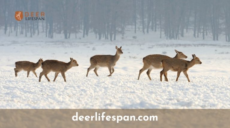 what-is-a-young-deer-called-things-you-must-know-deerlifespan