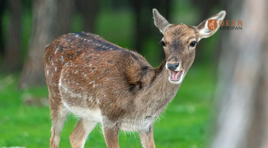 What is a Young Deer Called