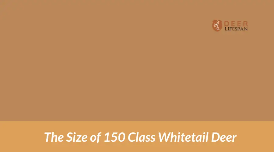 The Size of 150 Class Whitetail Deer