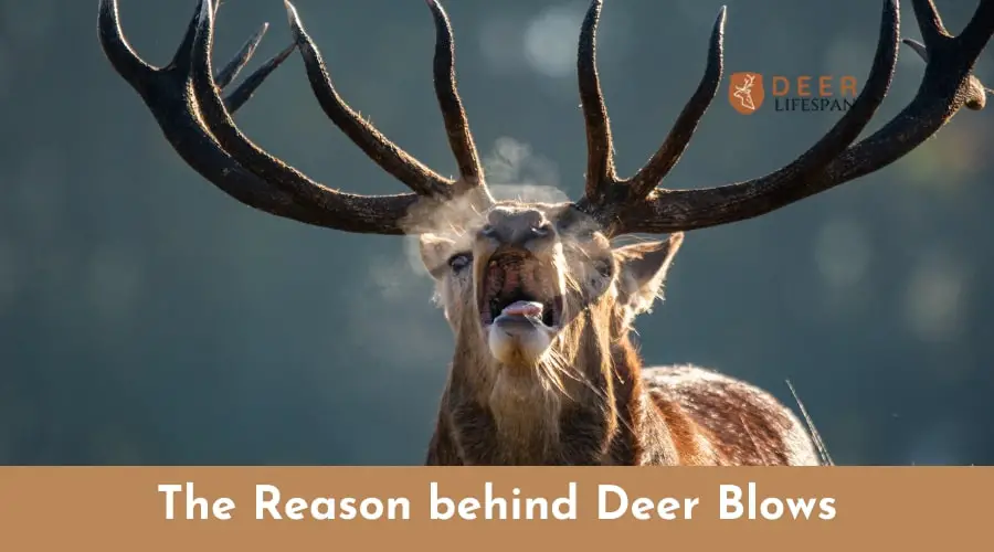 The Reason behind Deer Blows