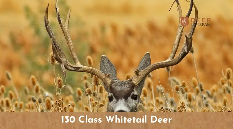 Class Whitetail Deer
