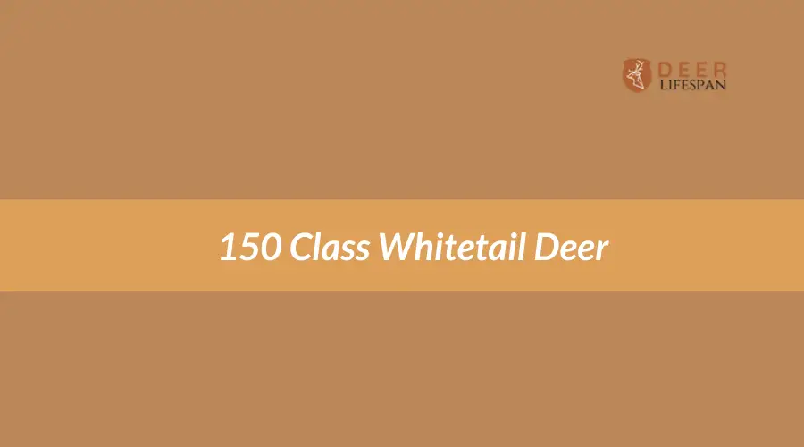 150 Class Whitetail Deer