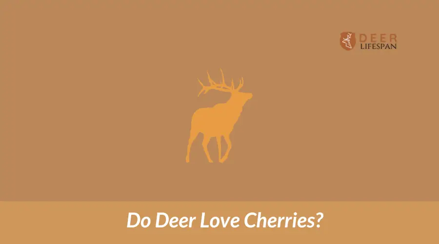 Do Deer Love Cherries?