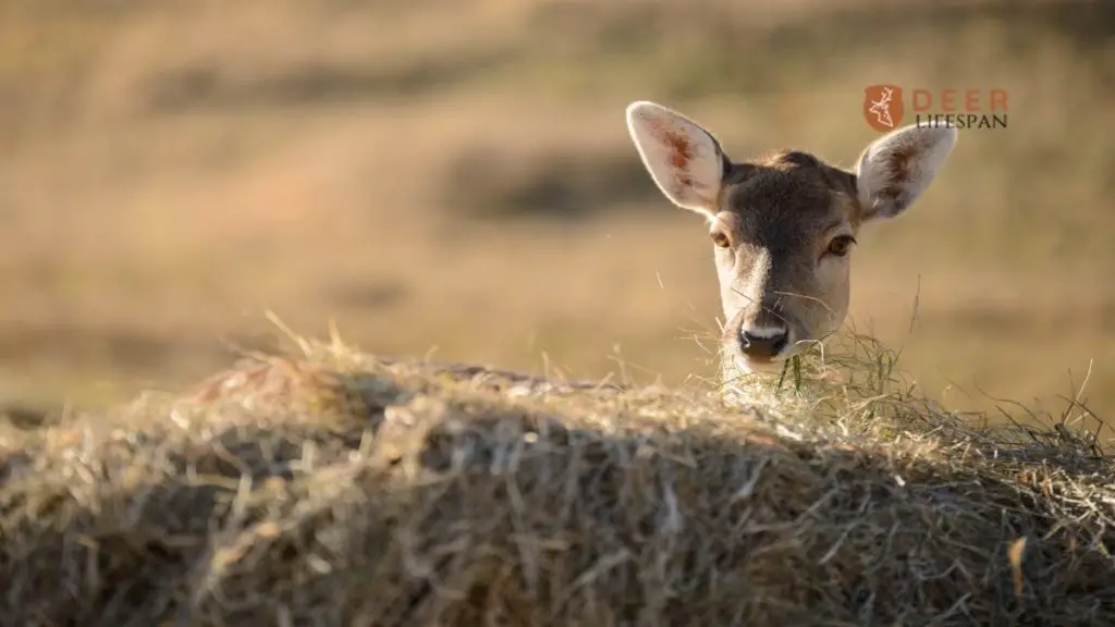 Do Deer Eat Hay?