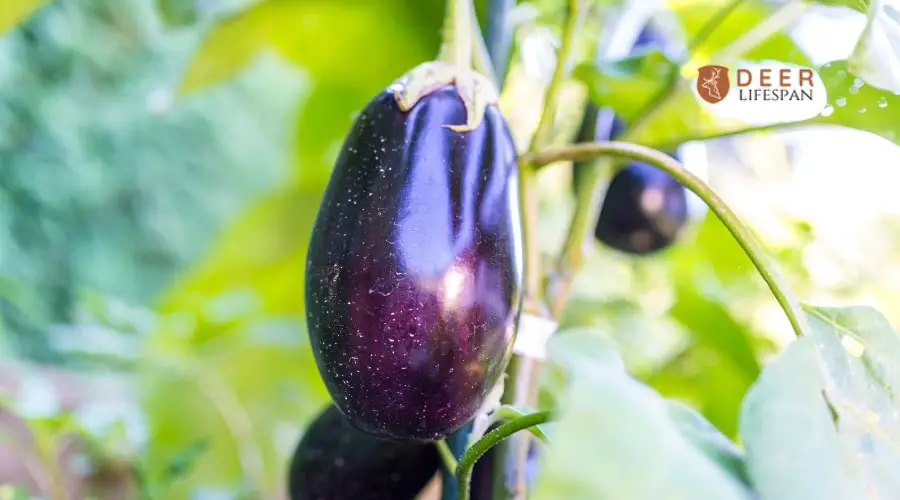 Eggplant pic