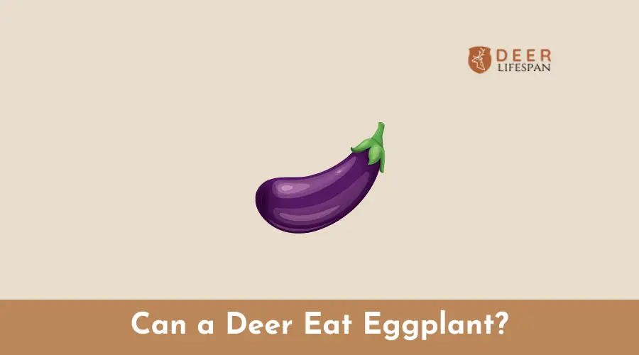 Can a Deer Eat Eggplant?