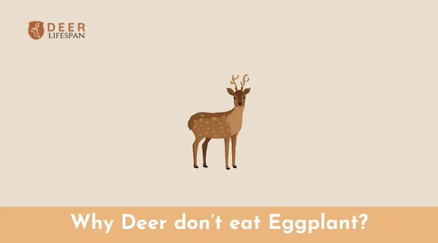Why Deer don’t eat Eggplant?