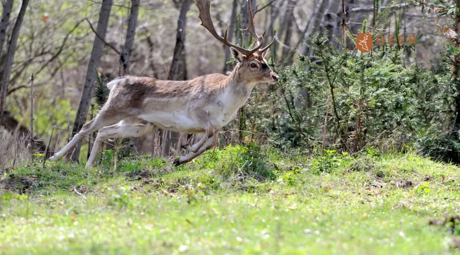 How far can a Deer run with a Lung Shot