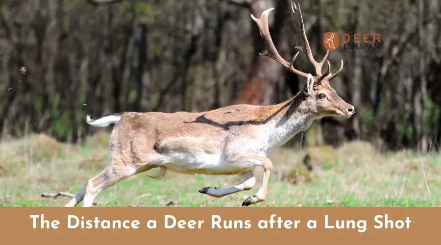 The Distance a Deer Runs after a Lung Shot