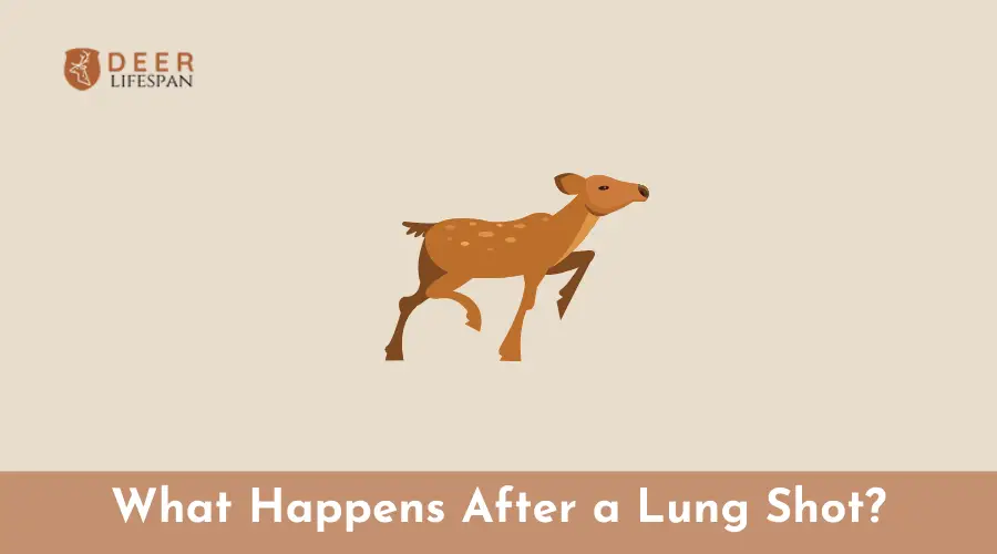 What Happens After a Lung Shot?
