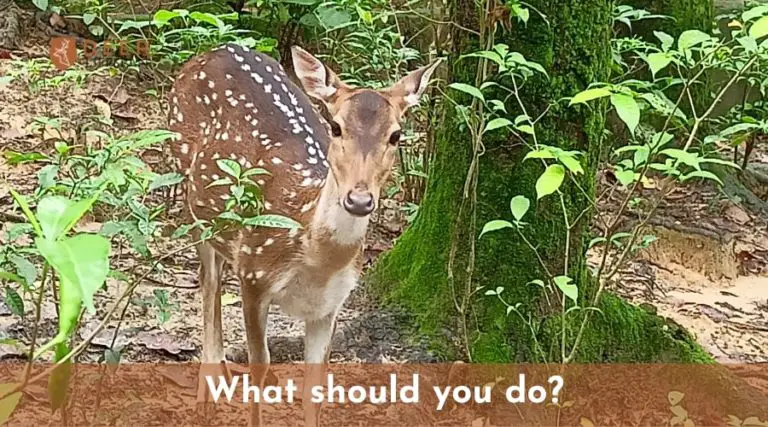 what-to-do-if-a-deer-blows-at-you-deerlifespan