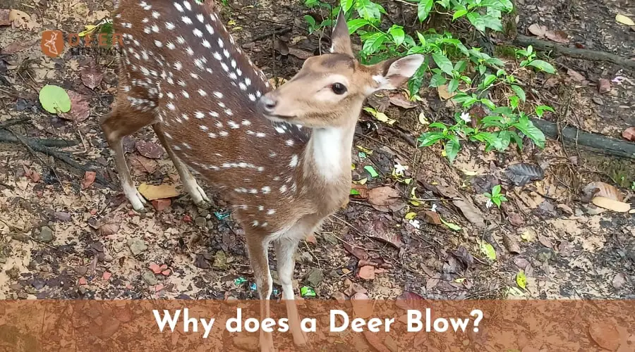 Why does a Deer Blow