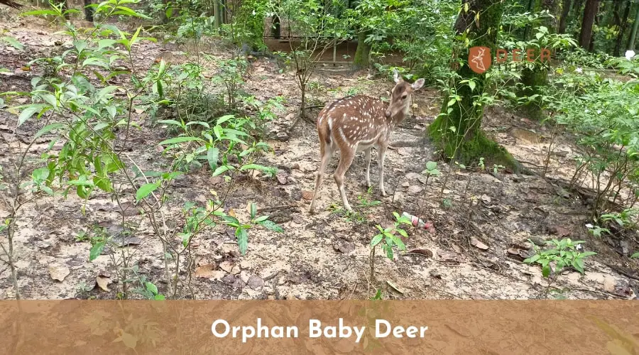 orphan baby deer