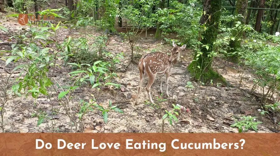 Deer Love Eating Cucumbers? 