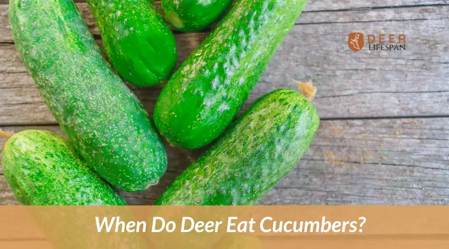 When Do Deer Eat Cucumbers? 
