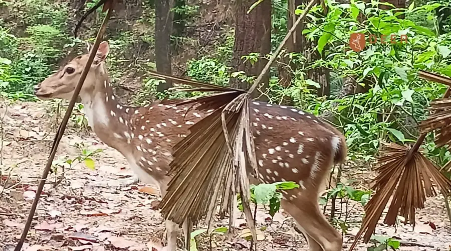 Deer Eating