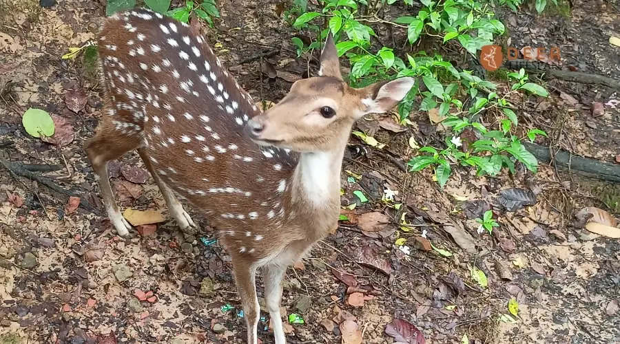 Deer Eat Grapes