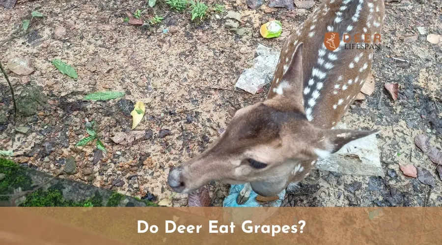 Do Deer Eat Grapes?