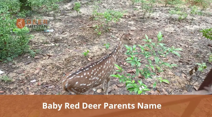Baby Red Deer Parents Name