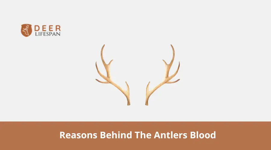 Antlers Blood