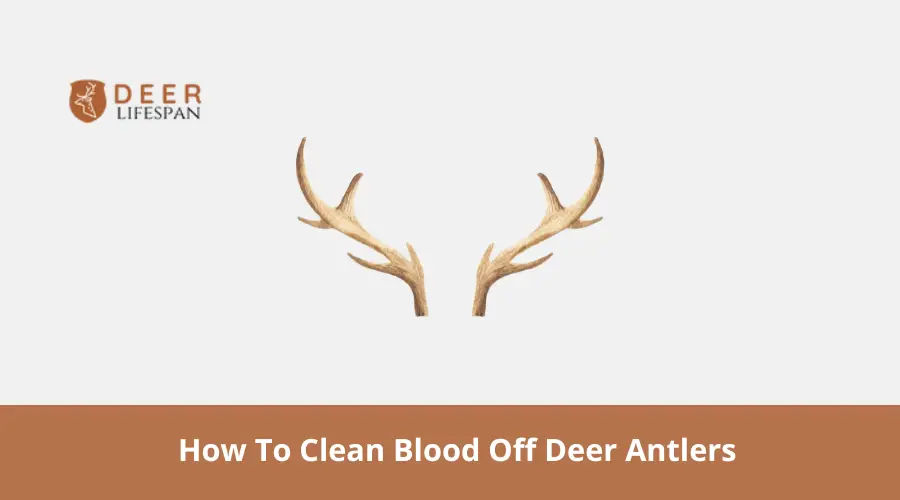 Clean Blood Off Deer Antlers
